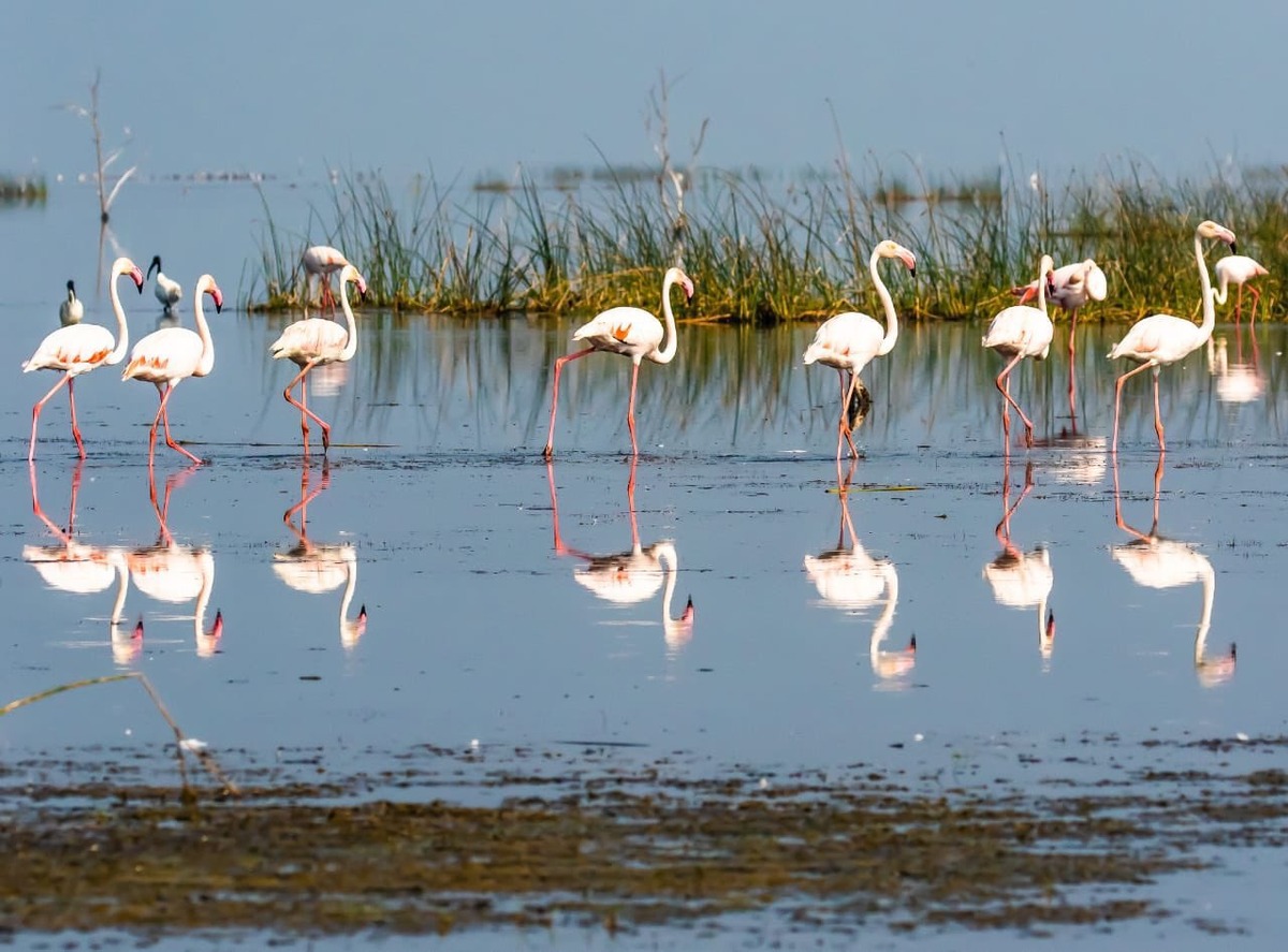 Nine Rare Migratory Birds Spotted in Saudi Royal Reserve